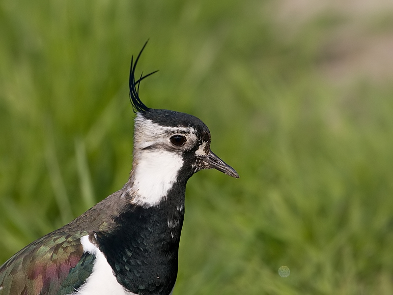 Vanellus vanellus Northern Lapwing Kievit